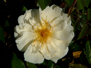 Daybreak - Rosa moschata