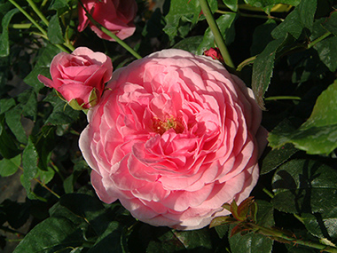 Dr. Herbert Gray - Roses anglaises