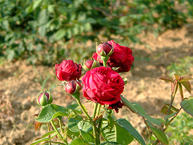 Eclair - Hybrides perp&eacute;tuels