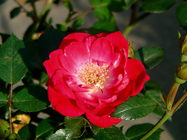 Fairy Red `92 - Roses contemporaines de patios, couvre-sol et ruffles