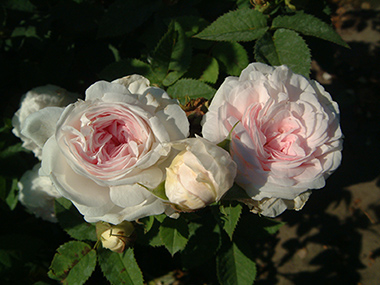 F�licit� Parmentier - Rosa alba
