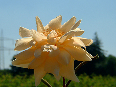 Francesca - Rosa moschata
