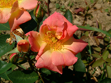 Gottfried Keller - Rosa lutea