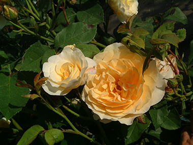 Graham Thomas - Roses anglaises