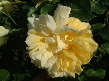 Happy Child - Roses anglaises