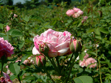 Honorine de Brabant - Rose Bourbon