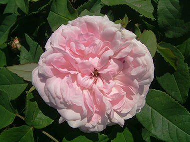 Rosa Portlandica-Gruppen 'Jacques Cartier'