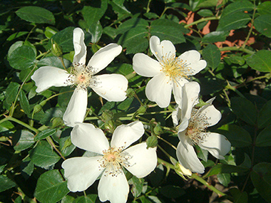 Kiftsgate - Rosiers grimpants et rosiers lianes