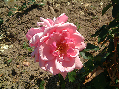 Lady Mary Fitzwilliam - Hybrides de th&eacute;