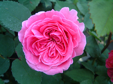 Mme. Isaak Pereire - Rose Bourbon