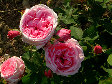 Mme. Knorr - Rose de Portland