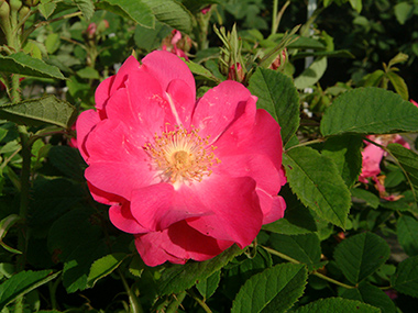 Portland (`Duchesse of Portland`) - Rose de Portland