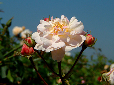Queen of the Musk - Rosa moschata