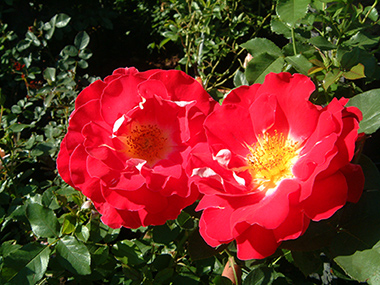 Romantic Ruffles - Roses contemporaines de patios, couvre-sol et ruffles