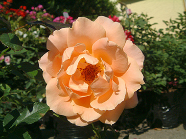 Ruffles Dream - Roses contemporaines de patios, couvre-sol et ruffles