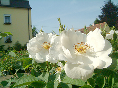 Semiplena - Rosa alba