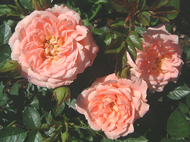 Sweet Dream - Roses anglaises