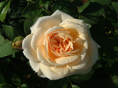 Teasing Georgia - Roses anglaises