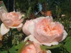Ambridge Rose 
