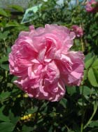 Blush Hip 