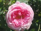 Comte De Chambord 