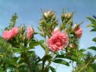Pink Grootendorst 