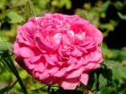 Reine De Violettes 