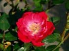 Fairy Red 