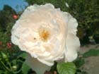 Princess Of Wales Modern 
