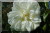 Rosiers grimpants et rosiers lianes &nbsp;-&nbsp; Alb�ric Barbier