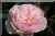 Rosiers grimpants et rosiers lianes &nbsp;-&nbsp; Albertine