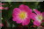 Rosiers grimpants et rosiers lianes &nbsp;-&nbsp; American Pillar