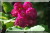 Rosiers grimpants et rosiers lianes &nbsp;-&nbsp; Bleu Magenta