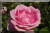 Rosiers grimpants et rosiers lianes &nbsp;-&nbsp; Climbing Mme. Caroline Testout