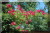 Rosiers grimpants et rosiers lianes &nbsp;-&nbsp; Crimson Rambler