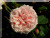 Rosiers grimpants et rosiers lianes &nbsp;-&nbsp; Gloire de Dijon