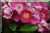 Rosiers grimpants et rosiers lianes &nbsp;-&nbsp; Maria Lisa