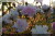 Rosiers grimpants et rosiers lianes &nbsp;-&nbsp; Paul's Himalayan Musk