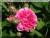 Rosiers grimpants et rosiers lianes &nbsp;-&nbsp; Russeliana