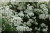 Rosiers grimpants et rosiers lianes &nbsp;-&nbsp; Seagull
