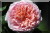 Lire un commentaire sur Abraham Darby