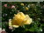 Roses Delbard &nbsp;-&nbsp; Dune