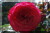 Rosiers grimpants modernes &nbsp;-&nbsp; Antike 89