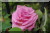 Rose Bourbon &nbsp;-&nbsp; Z�phirine Drouhin