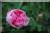 Rosa centifolia &nbsp;-&nbsp; Typ Kassel