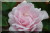 Lire un commentaire sur Debutante