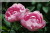 Rosa macrantha &nbsp;-&nbsp; Raubritter