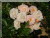 Rosiers grimpants et rosiers lianes &nbsp;-&nbsp; Ghislaine de F�ligonde
