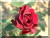 Rosiers grimpants et rosiers lianes &nbsp;-&nbsp; Guin�e