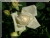 Rosiers grimpants modernes &nbsp;-&nbsp; Ilse Krohn, Superior